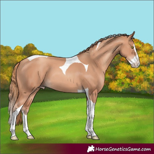 Horse Color:Gold Champagne Splash Tobiano 