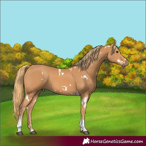 Horse Color:White Spotted Chestnut Tobiano