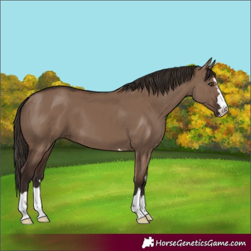 Horse Color:Liver Red Dun 