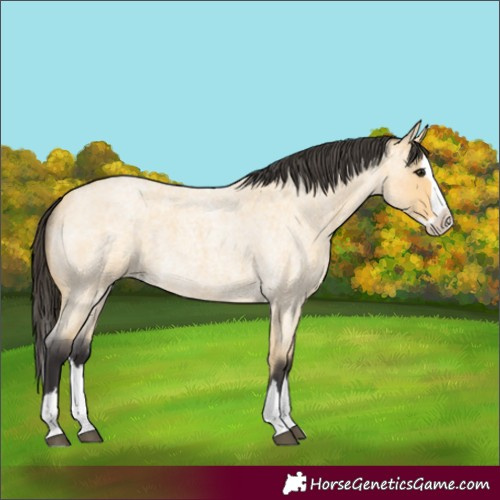 Horse Color:Buckskin Roan Splash 