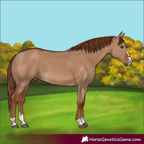 Horse Color:Red Dun