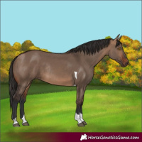 Horse Color:Bay Dun Tobiano Rabicano