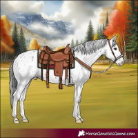 Horse Color:Black Sabino Appaloosa