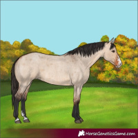 Horse Color:Bay Roan Dun Sabino 