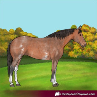 Horse Color:White Spotted Bay Sabino