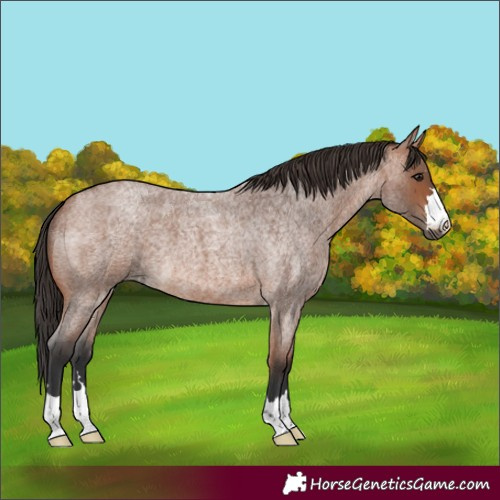 Horse Color:Bay Roan 