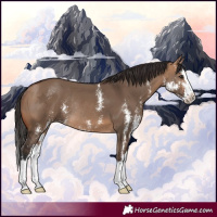 Horse Color:Bay Dun Sabino Splash Rabicano 