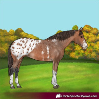 Horse Color:Bay Sabino Tobiano Appaloosa 
