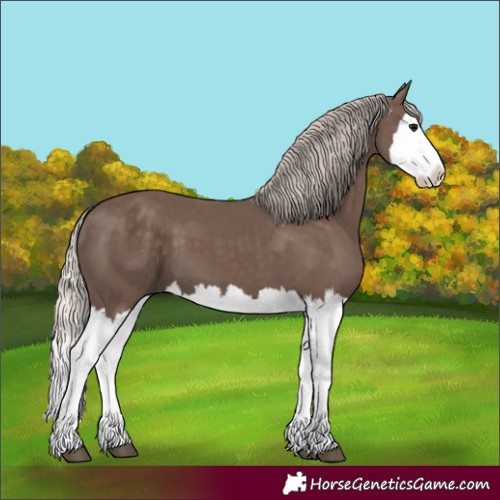 Horse Color:Silver Black Splash