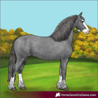 Horse Color:Black Splash Appaloosa 