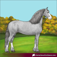 Horse Color:Black Splash Varnish 