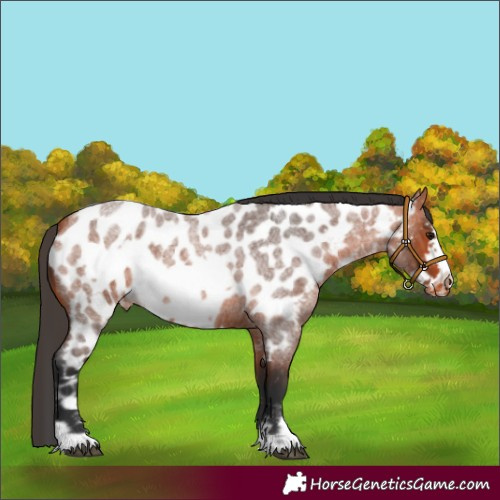 Horse Color:Bay Roan Frame Near Leopard