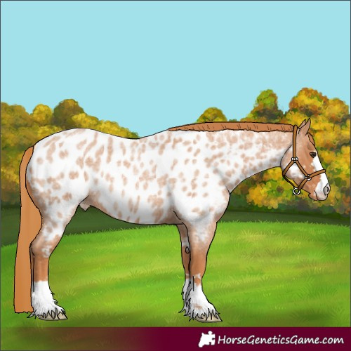 Horse Color:Red Roan Appaloosa 