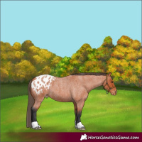 Horse Color:Bay Roan Appaloosa 