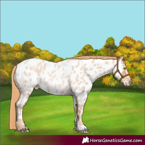 Horse Color:Gold Champagne Roan Appaloosa 