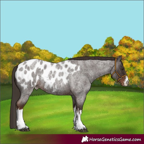 Horse Color:White Spotted Liver Red Roan Blanket 