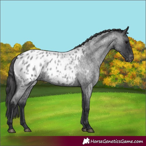 Horse Color:Blue Roan Appaloosa