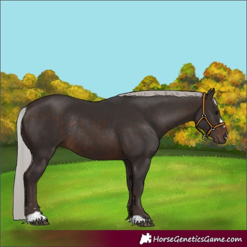 Horse Color:Silver Brown Rabicano 