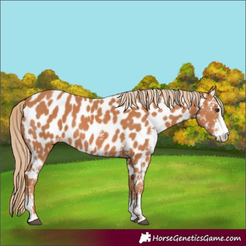 Horse Color:Chestnut Sabino Appaloosa 