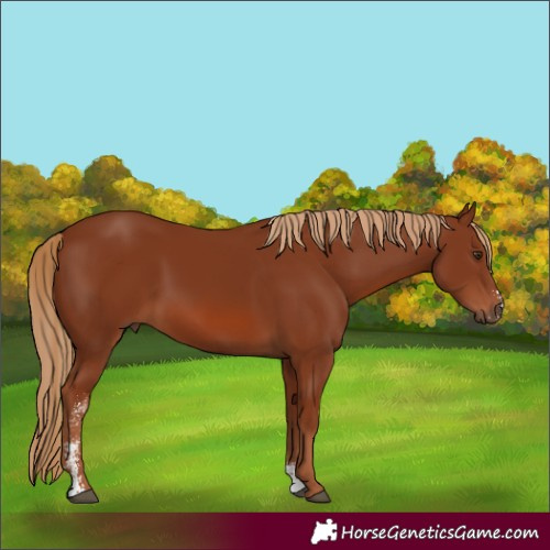 Horse Color:Chestnut Sabino