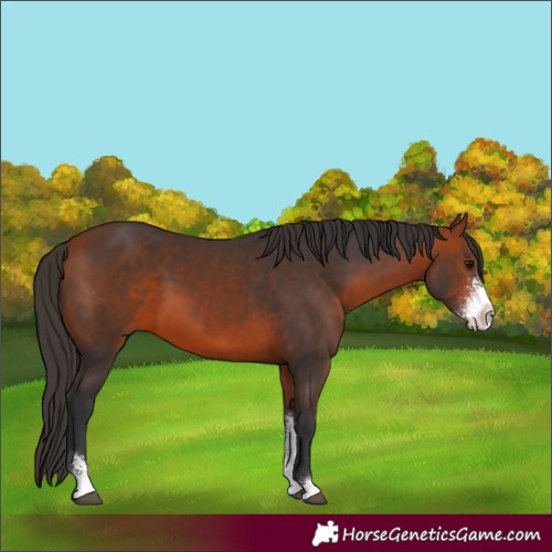 Horse Color:Bay Sabino 