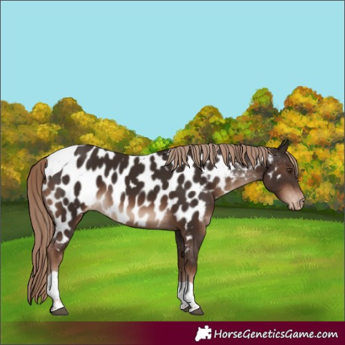 Horse Color:Liver Chestnut Tobiano Appaloosa 