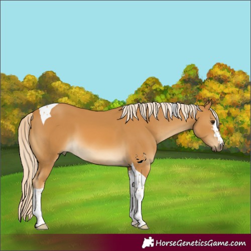 Horse Color:Unknown
