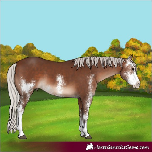 Horse Color:Silver Bay Sabino 