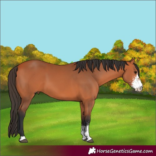 Horse Color:Unknown 