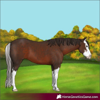 Horse Color:Liver Chestnut Sabino Splash 