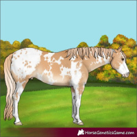 Horse Color:White Spotted Chestnut Sabino Appaloosa 