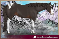 Horse Color:Liver Chestnut Sabino Tobiano 