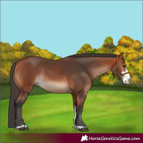 Horse Color:Bay Sabino Rabicano