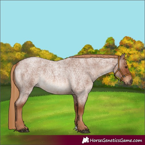 Horse Color:Red Roan Rabicano 