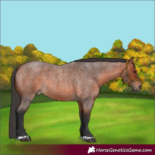 Horse Color:Bay Roan Rabicano