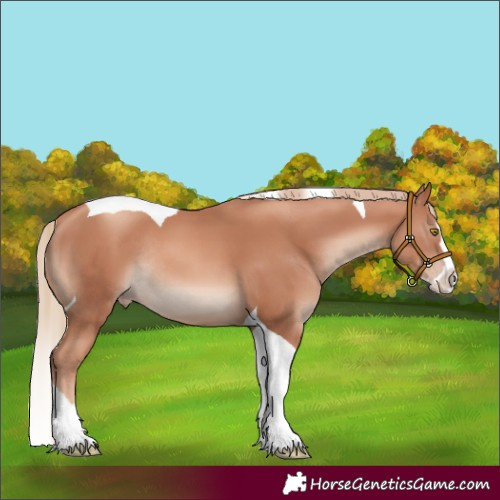 Horse Color:Gold Champagne Splash Tobiano Rabicano 