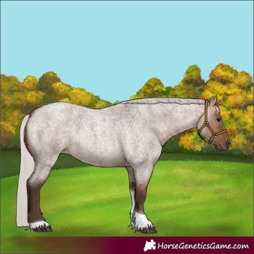 Horse Color:Silver Brown Roan Dun Tobiano Rabicano