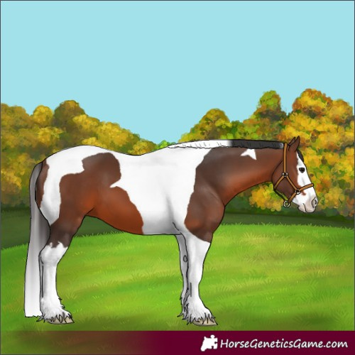 Horse Color:Brown Splash Tobiano