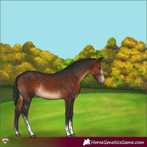 Horse Color:Brown Sabino 