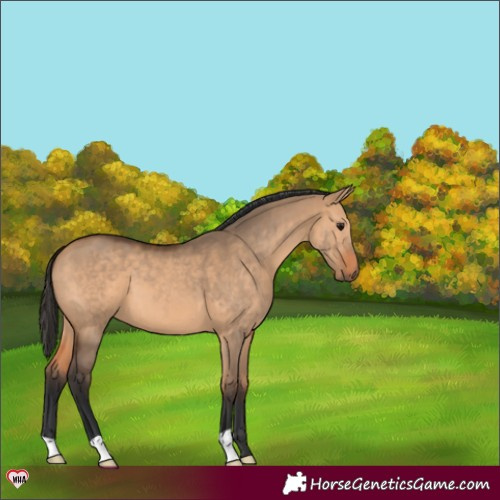 Horse Color:Bay Dun 