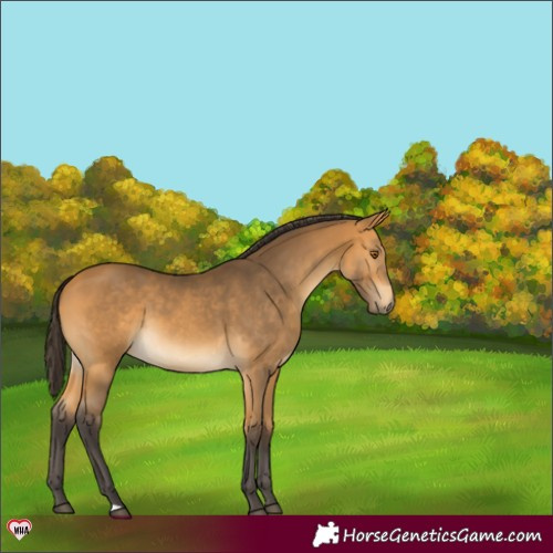 Horse Color:Buckskin 