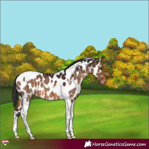 Horse Color:Brown Dun Tobiano Appaloosa Brindle 