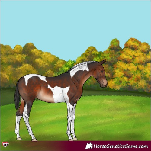 Horse Color:Brown Tobiano 