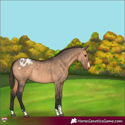 Horse Color:Brown Dun Appaloosa 