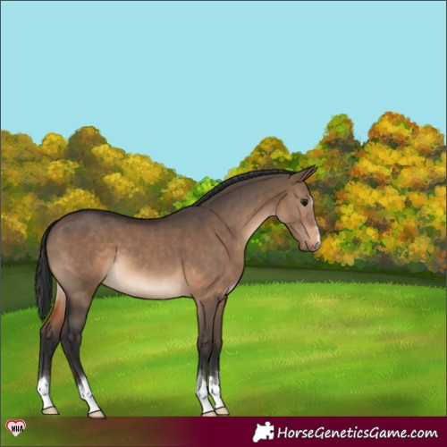 Horse Color:Brown Dun 