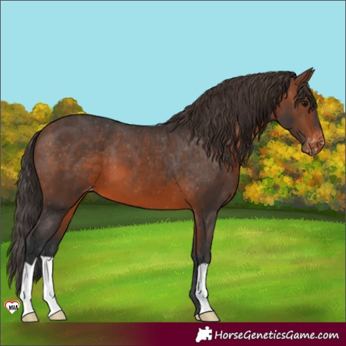 Horse Color:Brown Appaloosa 