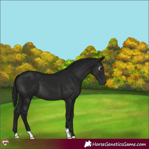 Horse Color:Gray Black 