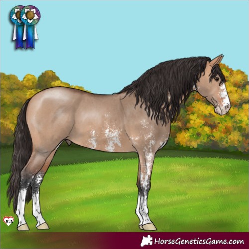 Horse Color:Bay Dun Sabino 