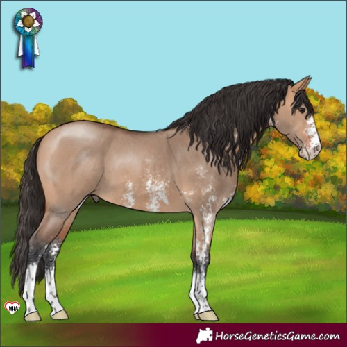 Horse Color:Bay Dun Sabino 