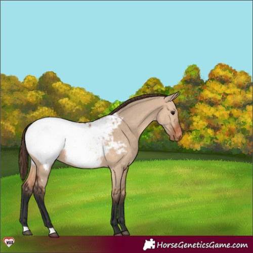 Horse Color:Bay Dun Appaloosa 